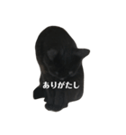 簡単に済ませるくろねこ（個別スタンプ：16）