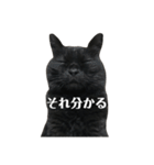 簡単に済ませるくろねこ（個別スタンプ：19）