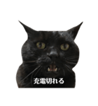 簡単に済ませるくろねこ（個別スタンプ：20）