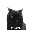 簡単に済ませるくろねこ（個別スタンプ：21）