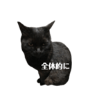 簡単に済ませるくろねこ（個別スタンプ：22）