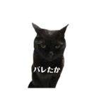 簡単に済ませるくろねこ（個別スタンプ：23）