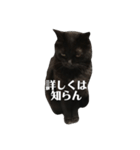 簡単に済ませるくろねこ（個別スタンプ：24）