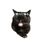 簡単に済ませるくろねこ（個別スタンプ：25）
