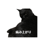 簡単に済ませるくろねこ（個別スタンプ：26）