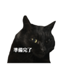 簡単に済ませるくろねこ（個別スタンプ：27）