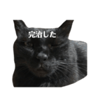 簡単に済ませるくろねこ（個別スタンプ：29）