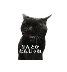 簡単に済ませるくろねこ（個別スタンプ：30）