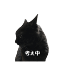簡単に済ませるくろねこ（個別スタンプ：33）