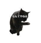 簡単に済ませるくろねこ（個別スタンプ：34）
