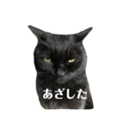 簡単に済ませるくろねこ（個別スタンプ：35）