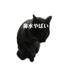 簡単に済ませるくろねこ（個別スタンプ：36）