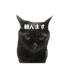 簡単に済ませるくろねこ（個別スタンプ：37）