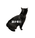 簡単に済ませるくろねこ（個別スタンプ：38）