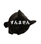簡単に済ませるくろねこ（個別スタンプ：39）