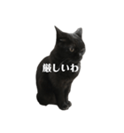 簡単に済ませるくろねこ（個別スタンプ：40）