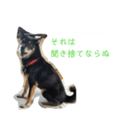 川上犬MIXスタンプ（個別スタンプ：1）