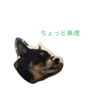 川上犬MIXスタンプ（個別スタンプ：2）