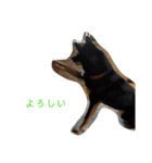 川上犬MIXスタンプ（個別スタンプ：4）