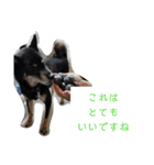 川上犬MIXスタンプ（個別スタンプ：5）