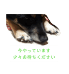 川上犬MIXスタンプ（個別スタンプ：7）