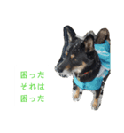 川上犬MIXスタンプ（個別スタンプ：9）