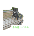 川上犬MIXスタンプ（個別スタンプ：12）