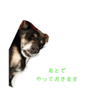 川上犬MIXスタンプ（個別スタンプ：15）