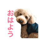 トイプードル けびかぬのスタンプ（個別スタンプ：3）