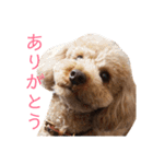 トイプードル けびかぬのスタンプ（個別スタンプ：15）
