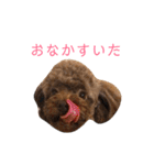 トイプードル けびかぬのスタンプ（個別スタンプ：28）