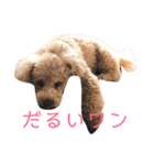 トイプードル けびかぬのスタンプ（個別スタンプ：33）