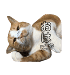 田中そら（個別スタンプ：12）