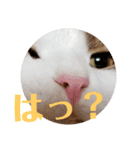 猫のまいまいー日常編集2（個別スタンプ：1）