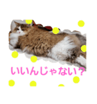 猫のまいまいー日常編集2（個別スタンプ：2）