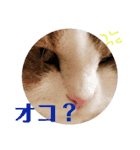 猫のまいまいー日常編集2（個別スタンプ：3）