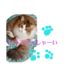 猫のまいまいー日常編集2（個別スタンプ：4）