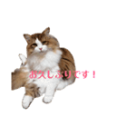 猫のまいまいー日常編集2（個別スタンプ：5）