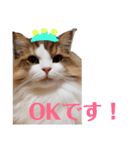 猫のまいまいー日常編集2（個別スタンプ：7）