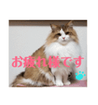 猫のまいまいー日常編集2（個別スタンプ：8）