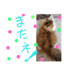 猫のまいまいー日常編集2（個別スタンプ：9）