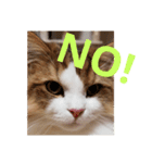 猫のまいまいー日常編集2（個別スタンプ：10）