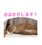猫のまいまいー日常編集2（個別スタンプ：11）