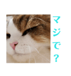 猫のまいまいー日常編集2（個別スタンプ：12）