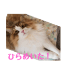 猫のまいまいー日常編集2（個別スタンプ：13）