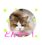 猫のまいまいー日常編集2（個別スタンプ：14）