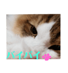 猫のまいまいー日常編集2（個別スタンプ：15）