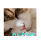 猫のまいまいー日常編集2（個別スタンプ：16）