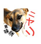 リイ8☆笑い泣きな犬（個別スタンプ：3）
