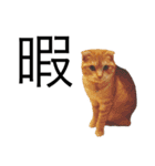 にゃんこさま（個別スタンプ：16）